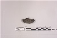 藏品(石耳屬)的圖片